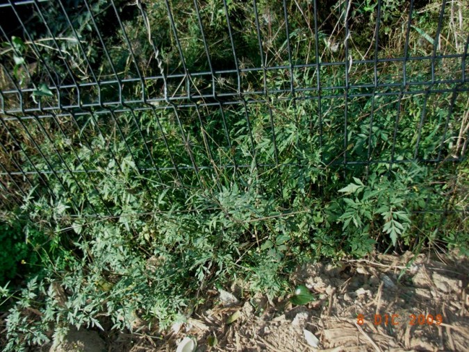 Bidens bipinnata